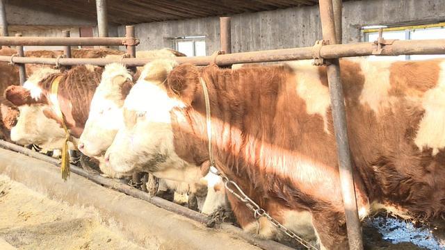 會寧 以產業興旺助力鄉村振興——牲畜飼養篇