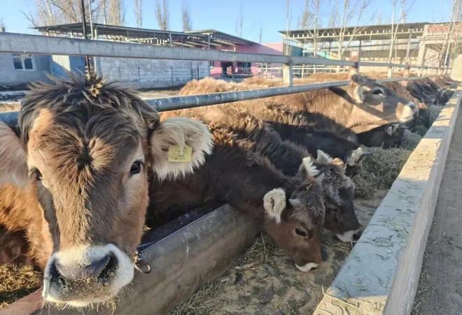科技特派員送技下鄉 賦能鞏留肉牛養殖提質增效