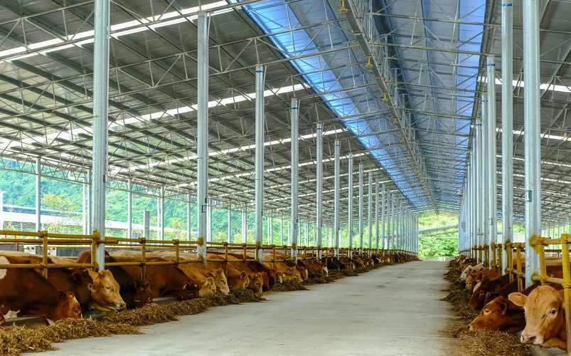 深耕牲畜飼養賽道，引領現代牧場新變革——XX農牧企業最新動態