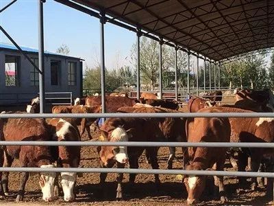 杭錦后旗 讓肉牛產業“牛”起來，助力鄉村振興