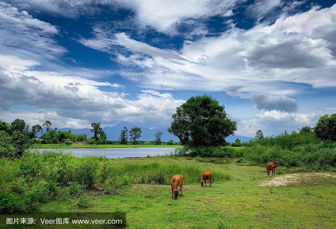 湄南河畔的牧場(chǎng) 泰國(guó)鄉(xiāng)村牲畜養(yǎng)殖與自然共生