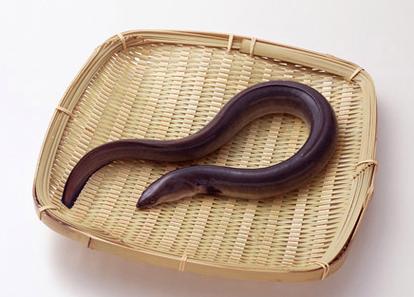 農(nóng)村養(yǎng)殖致富指南 選對(duì)方向，科學(xué)經(jīng)營(yíng)