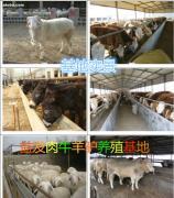 母羊的飼養方法 科學管理提高繁殖效率與養殖效益